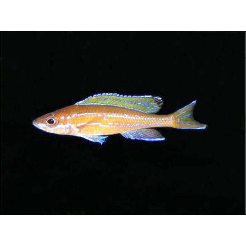 Paracyprichromis nigrippinis blue neon alb - imagine 5